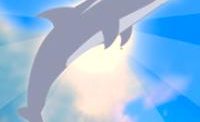 Dolphin Olympics 2